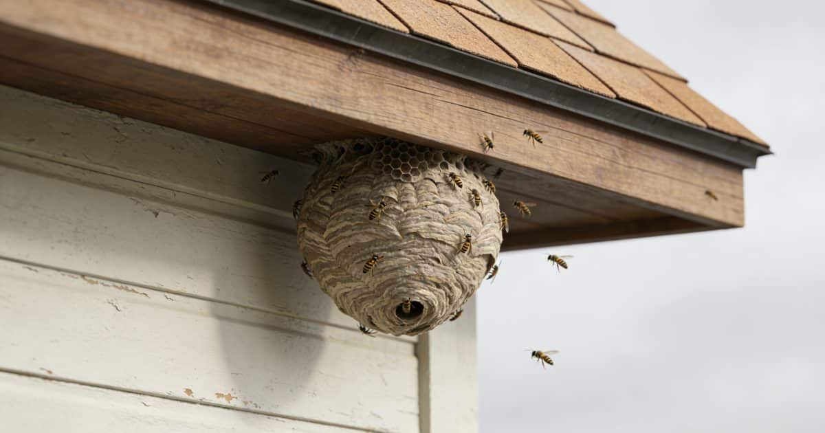 façade de maison avec nid de guepes sous toit