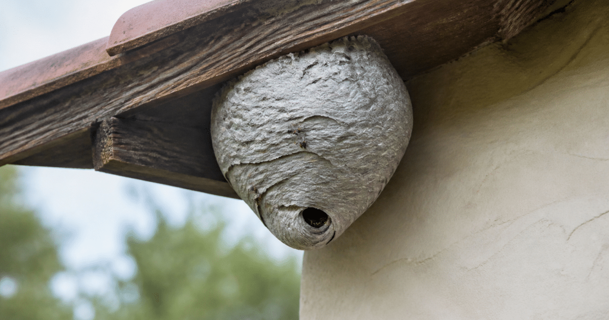 Technicien en combinaison protectrice pulverise nid guepes