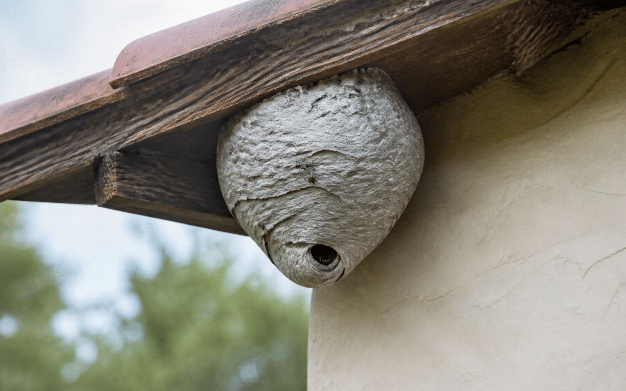 Technicien en combinaison protectrice pulverise nid guepes
