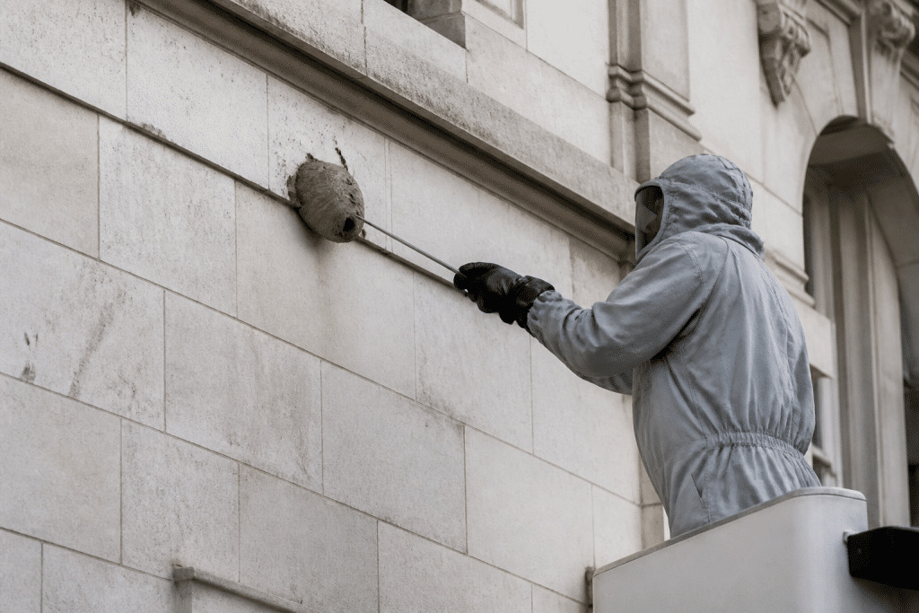 Nid de guêpes sur facade bâtiment municipal avec agents intervention